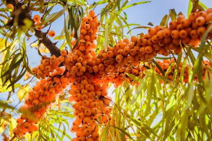 Juicy orange buckthorn berries on branches in sun